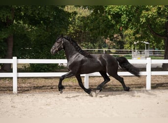 Konie fryzyjskie, Ogier, 3 lat, 162 cm, Kara