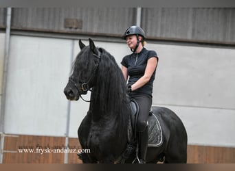 Konie fryzyjskie, Ogier, 3 lat, 162 cm, Kara