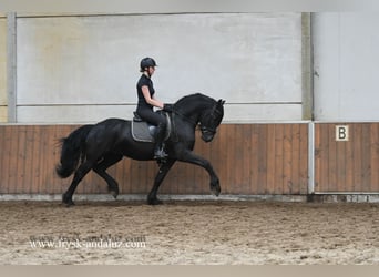 Konie fryzyjskie, Ogier, 3 lat, 162 cm, Kara