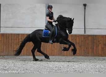 Konie fryzyjskie, Ogier, 3 lat, 163 cm, Kara