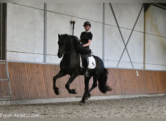 Konie fryzyjskie, Ogier, 3 lat, 163 cm, Kara