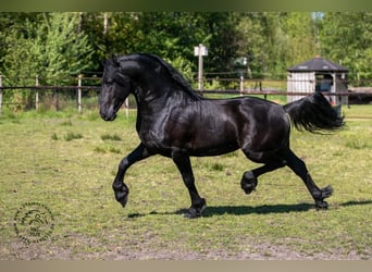 Konie fryzyjskie, Ogier, 3 lat, 163 cm