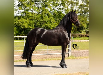 Konie fryzyjskie, Ogier, 3 lat, 163 cm
