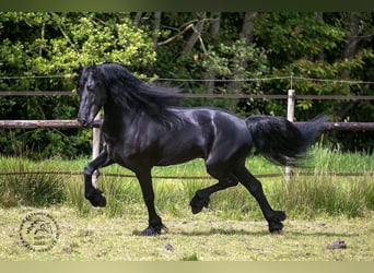 Konie fryzyjskie, Ogier, 3 lat, 163 cm