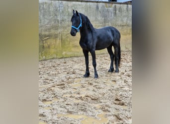 Konie fryzyjskie, Ogier, 3 lat, 163 cm