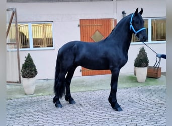 Konie fryzyjskie, Ogier, 3 lat, 163 cm