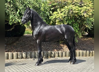 Konie fryzyjskie, Ogier, 3 lat, 164 cm, Kara