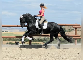 Konie fryzyjskie, Ogier, 3 lat, 164 cm, Kara