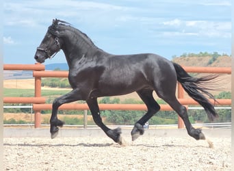 Konie fryzyjskie, Ogier, 3 lat, 164 cm, Kara
