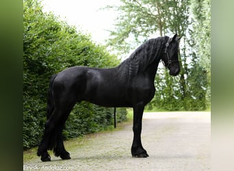 Konie fryzyjskie, Ogier, 3 lat, 165 cm, Kara