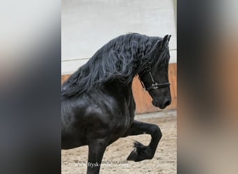 Konie fryzyjskie, Ogier, 3 lat, 165 cm, Kara