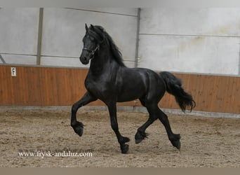 Konie fryzyjskie, Ogier, 3 lat, 165 cm, Kara