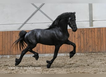 Konie fryzyjskie, Ogier, 3 lat, 165 cm, Kara