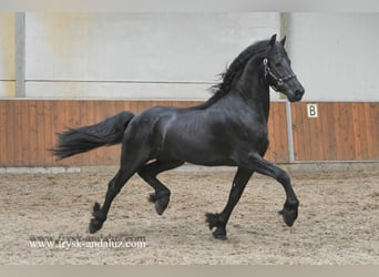 Konie fryzyjskie, Ogier, 3 lat, 165 cm, Kara