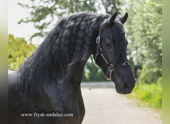 Konie fryzyjskie, Ogier, 3 lat, 165 cm, Kara