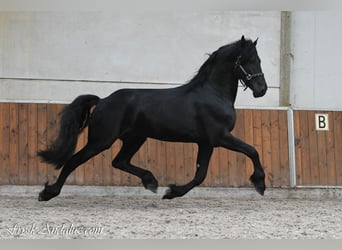 Konie fryzyjskie, Ogier, 3 lat, 165 cm, Karosiwa