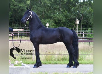 Konie fryzyjskie, Ogier, 3 lat, 165 cm