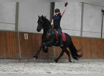 Konie fryzyjskie, Ogier, 3 lat, 166 cm, Kara