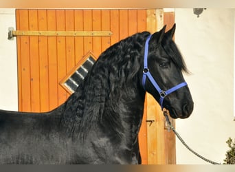 Konie fryzyjskie, Ogier, 3 lat, 166 cm, Kara