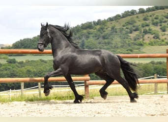 Konie fryzyjskie, Ogier, 3 lat, 166 cm, Kara