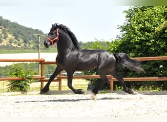 Konie fryzyjskie, Ogier, 3 lat, 166 cm, Kara
