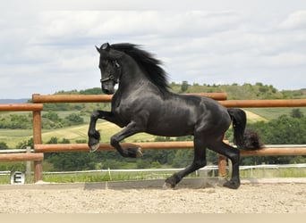 Konie fryzyjskie, Ogier, 3 lat, 166 cm, Kara