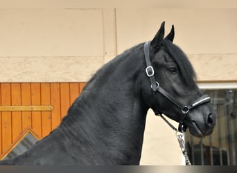 Konie fryzyjskie, Ogier, 3 lat, 166 cm, Kara