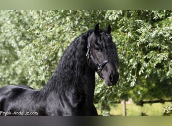 Konie fryzyjskie, Ogier, 3 lat, 168 cm, Kara