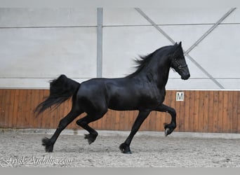 Konie fryzyjskie, Ogier, 3 lat, 168 cm, Kara