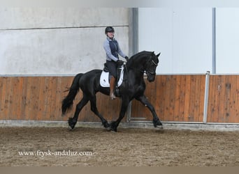 Konie fryzyjskie, Ogier, 3 lat, 169 cm, Kara