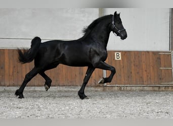 Konie fryzyjskie, Ogier, 3 lat, 170 cm, Kara