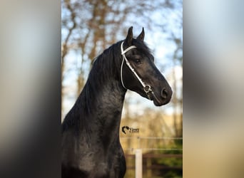 Konie fryzyjskie, Ogier, 3 lat, 170 cm, Kara