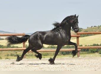 Konie fryzyjskie, Ogier, 3 lat, 170 cm, Kara