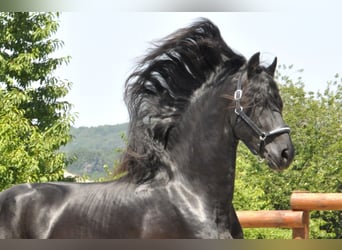 Konie fryzyjskie, Ogier, 3 lat, 170 cm, Kara