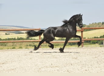 Konie fryzyjskie, Ogier, 3 lat, 170 cm, Kara