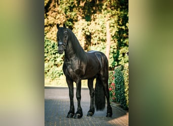 Konie fryzyjskie, Ogier, 3 lat, 170 cm, Kara