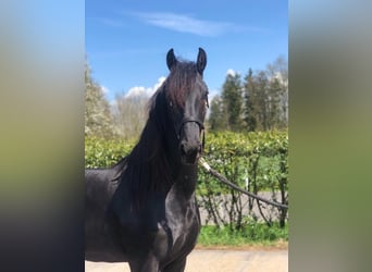 Konie fryzyjskie, Ogier, 3 lat, Kara