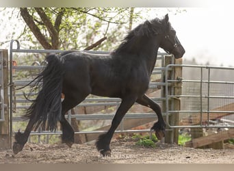Konie fryzyjskie, Ogier, 3 lat, Kara
