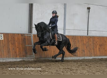 Konie fryzyjskie, Ogier, 4 lat, 159 cm, Kara