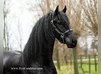 Konie fryzyjskie, Ogier, 4 lat, 160 cm, Kara