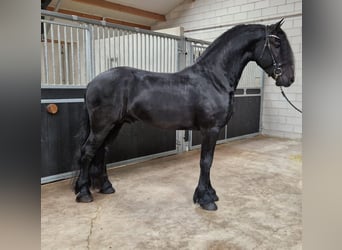Konie fryzyjskie, Ogier, 4 lat, 163 cm, Kara