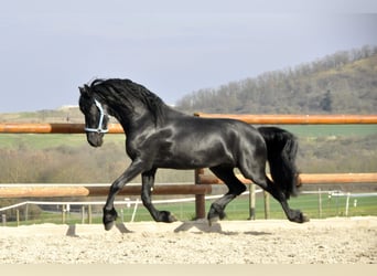 Konie fryzyjskie, Ogier, 4 lat, 163 cm, Kara
