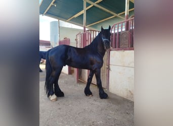 Konie fryzyjskie Mix, Ogier, 4 lat, 165 cm, Kara