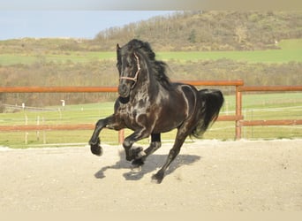 Konie fryzyjskie, Ogier, 4 lat, 165 cm, Kara