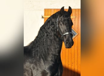 Konie fryzyjskie, Ogier, 4 lat, 166 cm, Kara