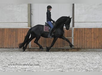 Konie fryzyjskie, Ogier, 4 lat, 166 cm, Kara