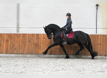 Konie fryzyjskie, Ogier, 4 lat, 166 cm, Kara