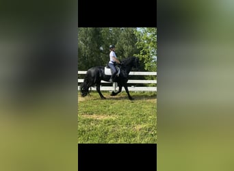 Konie fryzyjskie, Ogier, 4 lat, 166 cm, Kara