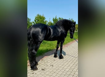 Konie fryzyjskie, Ogier, 4 lat, 166 cm, Kara