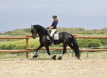 Konie fryzyjskie, Ogier, 4 lat, 167 cm, Kara